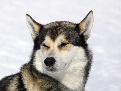 adult white and black Alaskan malamute dog thumbnail