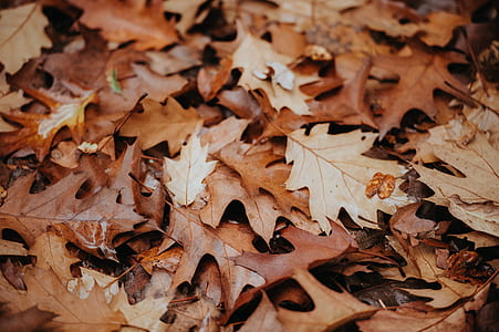 closeup photography of dried maple leaf thumbnail