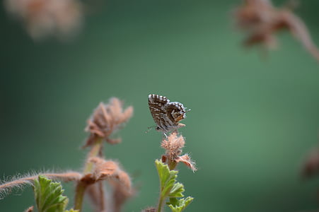 brown hairstreak butterfly perched on brown flower thumbnail