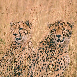 two brown cheetahs on grass field at daytime thumbnail