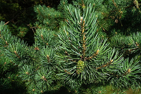 close-up photography of pine tree thumbnail