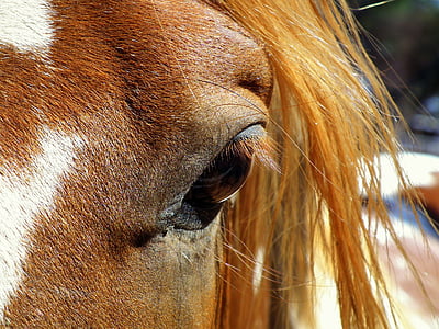 close-up photo of brown horse's left eye thumbnail