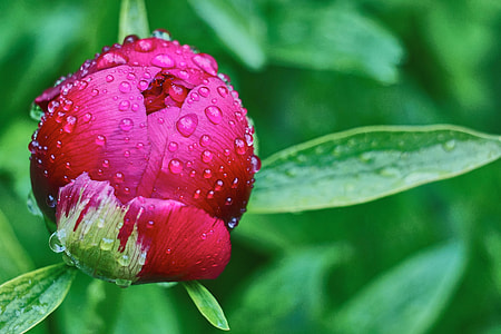 selective focus photography of red flower bud filled with water dew thumbnail