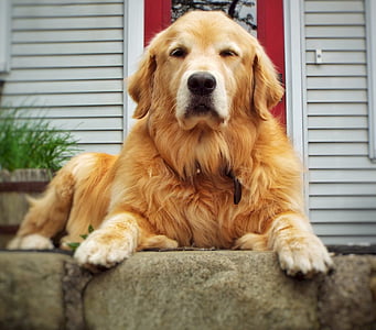 golden retriever on gray concrete surface thumbnail