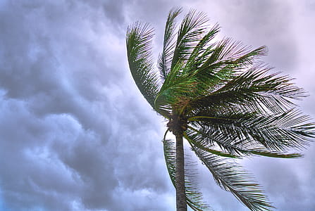 Close Up Photo of Coconut Tree thumbnail