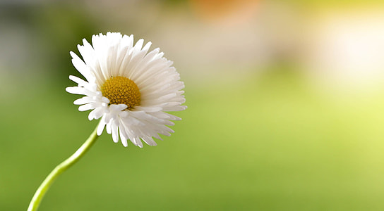 selective focus photography of white Daisy flower thumbnail