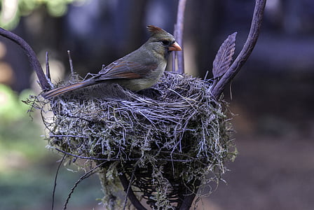 bird on nest thumbnail