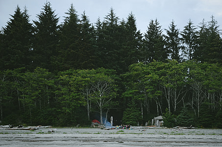 people camping on gray sand near tall green tress during daytime thumbnail
