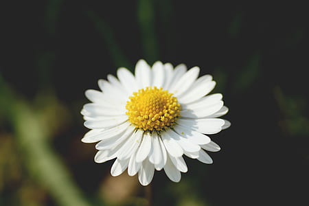 nature, yellow, petals, blur thumbnail