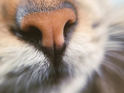 animal, blur, fur, lion thumbnail