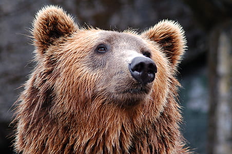 bear photo thumbnail