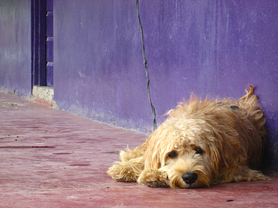 brown dog lying on floor thumbnail