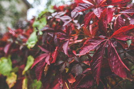 Red autumn leaves thumbnail