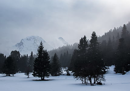 green pine cone trees outdoors thumbnail