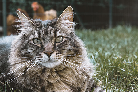 gray tabby cat lying on grass thumbnail