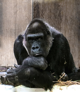 photography of gorilla thumbnail