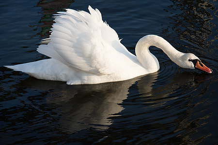 white swan floating on water thumbnail
