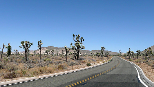 Road, Joshua Tree thumbnail