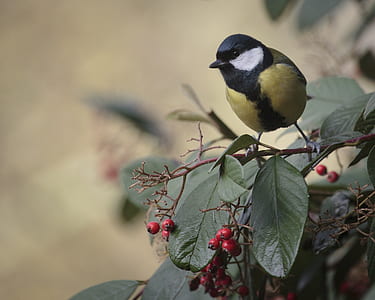 selective focus photography of black and yellow bird perching on green leaf plant thumbnail