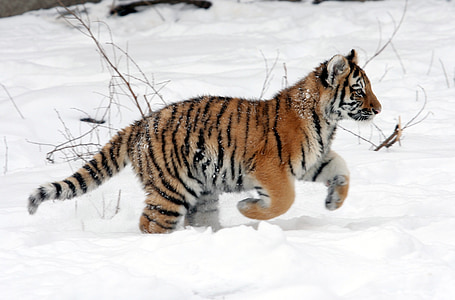 Bengal tiger cub on white snow thumbnail