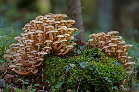 tilt shift lens photography of beige mushrooms thumbnail