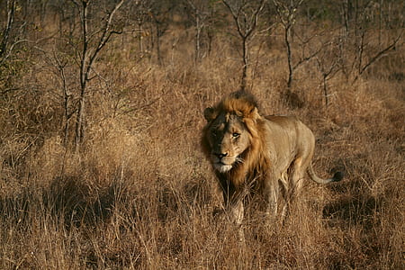 brown lion on grass thumbnail