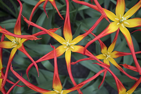 red and yellow petal flower thumbnail