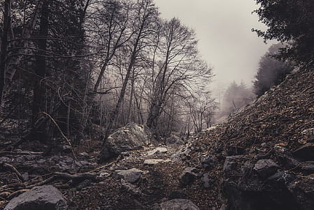 nature, dirty, rocks, forest thumbnail