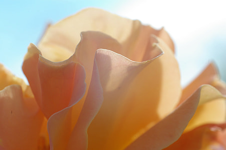 shallow focus photography of yellow flower during daytime thumbnail