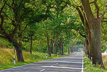 asphalt road beside trees thumbnail