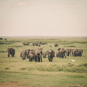 herd of gray elephants on green grassfield thumbnail