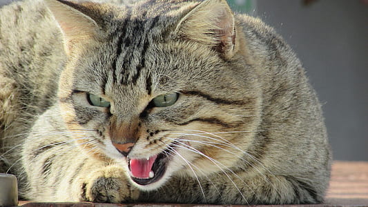 silver tabby cat on top of brown wooden table thumbnail