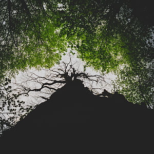 green leaf trees thumbnail