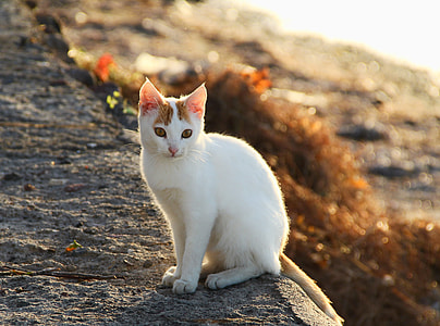white and orange tabby cat on floor thumbnail