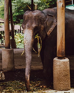 elephant eating grass under shed thumbnail
