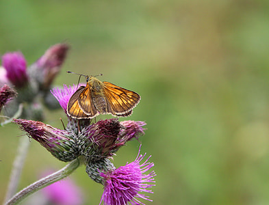 Butterfly, Insect thumbnail