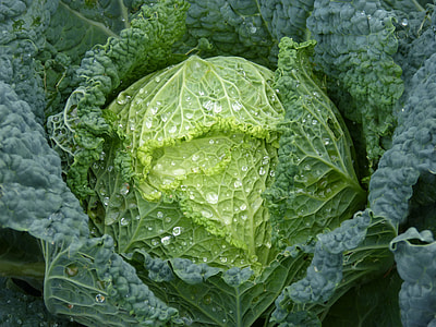 close-up photography of green Chinese cabbage thumbnail