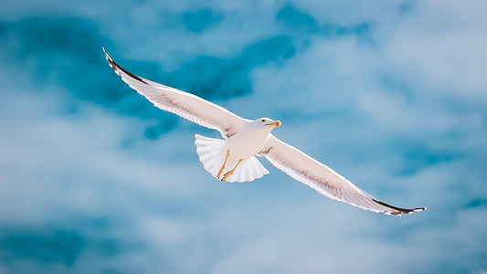 seagull during daytime thumbnail