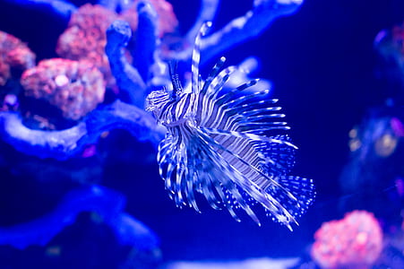 underwater photo of white and black striped pet lionfish thumbnail