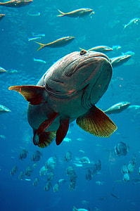 Grouper in the Aquarium close-up thumbnail