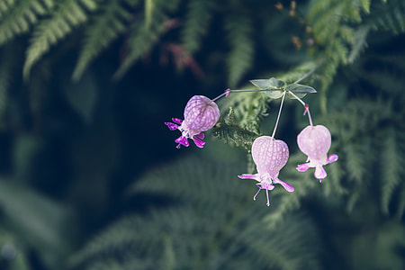 shallow focus photography of purple flowers thumbnail