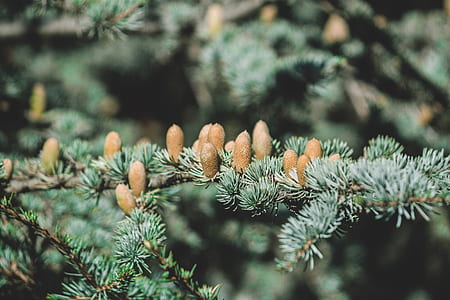 selective focus photo of green needle leaf tree thumbnail