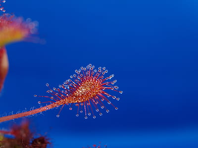 Yellow and Red Organism thumbnail