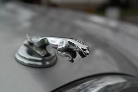 selective focus photo of Jaguar Emblem thumbnail