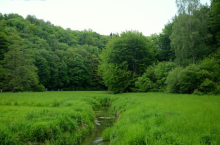 forest under gray sky during daytime thumbnail