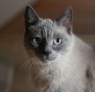 selective focus photography of short-furred grey cat thumbnail