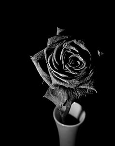 rose flower against black background thumbnail