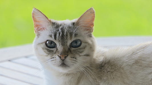 closeup photo of gray cat thumbnail