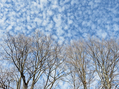 low angle photography of brown bare trees under cloudy sky thumbnail