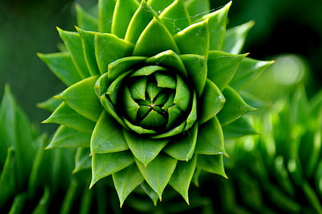 Green Succelent Plant thumbnail